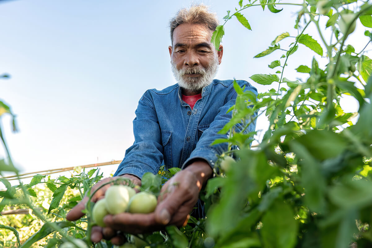 farmer-plantation-proud-look-growth-of-tomato-on-s-DPU859F.jpg